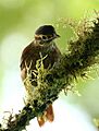 Scaly-throated Foliage-gleaner