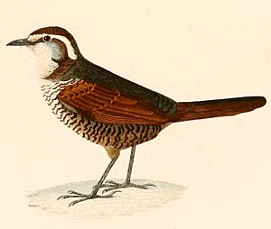 Scelorchilus albicollis 1847.jpg