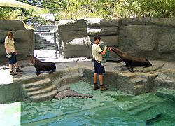 Seals@melb zoo