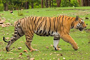 Sher Khan (cropped).jpg