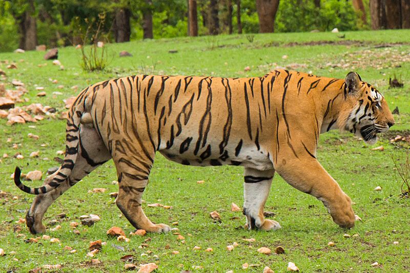 Sher Khan (cropped)