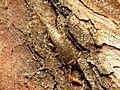 Silverfish - Flickr - treegrow