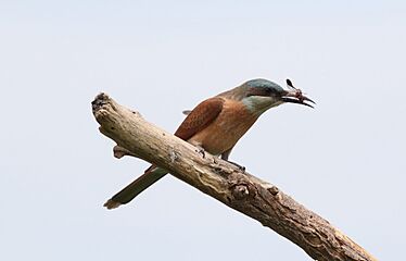 Southern carmine bee-eater, Merops nubicoides, Savuti marsh, Chobe National Park, Botswana (31650329123)