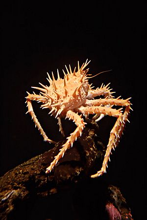 Spiny king crab md.jpg