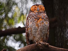 Spotted wood owl Facts for Kids