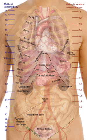 Surface projections of the organs of the trunk