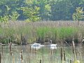 Swans Cutler Pond P1070187