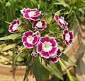 Sweet William-Dianthus barbatus (7)