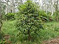 Tasmannia purpurascens