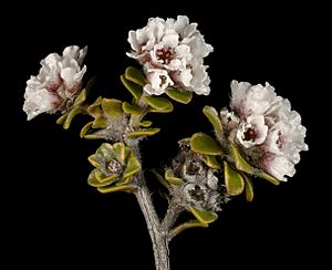 Taxandria spathulata - Flickr - Kevin Thiele.jpg