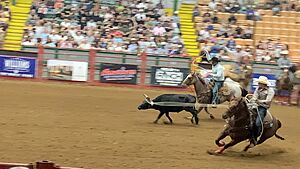 Team calf-roping at a rodeo located in Fort Worth