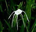 Texas Spiderlily -- Hymenocallis acutifolia