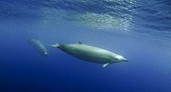 The True's beaked whale photographed underwater