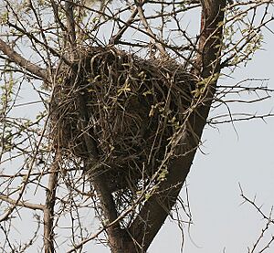 Three-Striped Palm Squirrel (Funambulus palmarum) nest in Hyderabad W IMG 4466