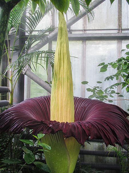 Titun Arum 06.09.2018 HR-2