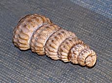 Turrilitidae - Turrilites costatus