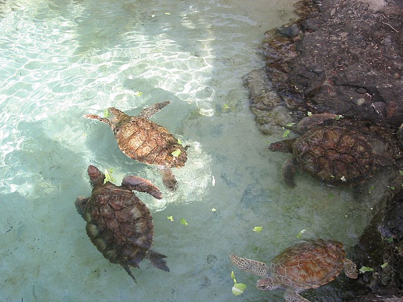 Turtle feeding at Coral World