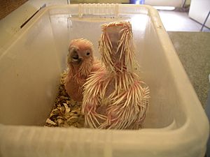 Umbrella cockatoo chicks 31l07