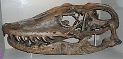 Varanus priscus skull