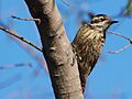 Veniliornis mixtus -Buenos Aires, Argentina -female-8