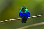 Violet-bellied Hummingbird - Ecuador S4E8390.jpg