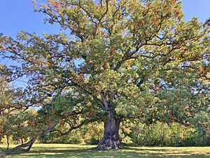 West Hartford White Oak Tree October 2023