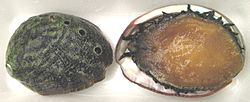 White abalone Haliotis sorenseni