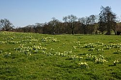 Wild daffodils beside the river Leadon - geograph.org.uk - 368845.jpg
