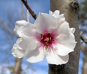 Winter cherry blossom - Prunus Subhirtella Autumnalis Rosea