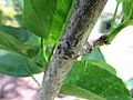 Wrap-around spider in the genus Dolophones (Family Araneidae) Camouflage View