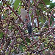 Yucatán woodpecker (Melanerpes pygmaeus rubricomus)-ventral-Mexico-Yucatán-Celestún