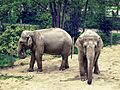 Éléphants d'Asie au zoo d'Amiens
