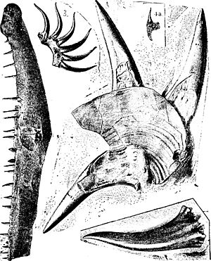 A dictionary of the fossils of Pennsylvania and neighboring states named in the reports and catalogues of the survey (1889) (20813701811)