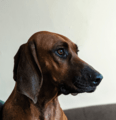 A two-year-old male Redbone Coonhound