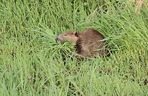 Adult beaver on Napa River 2014-05