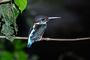 Alcedo-peninsulae.jpg