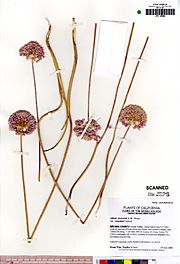 Allium sanbornii congdonii.jpg
