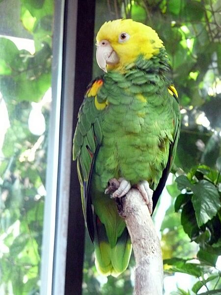 Amazona oratrix -Vancouver Aquarium-8d