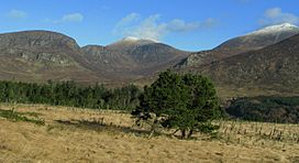 Annalong Wood and the Mourne Mountains - geograph.org.uk - 1138157.jpg