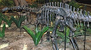 Apatosaurus louisae juvenile sauropod dinosaur (Morrison Formation, Upper Jurassic; Sheep Creek, Albany County, southeastern Wyoming, USA)