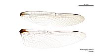 Archaeophya adamsi female wings (35053016745)