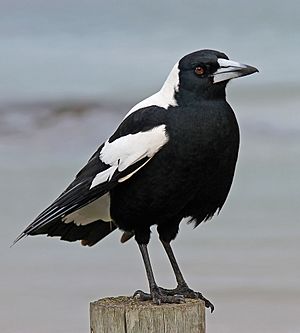 Australian Magpie 1, jjron, 5.07 highlight
