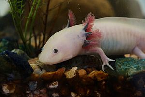 Axolotl ambystoma mexicanum anfibio ASAG