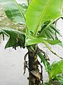 Baby Banana Plant