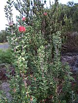 Banksia coccinea2