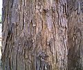 Bark of Lagerstroemia parviflora