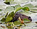Beaver Eating Lilly Pads (15682458379)