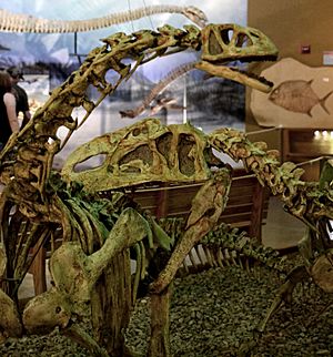 Bellusaurus and Monolophosaurus