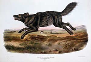 Blackwolfdog