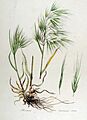 Bromus tectorum — Flora Batava — Volume v13